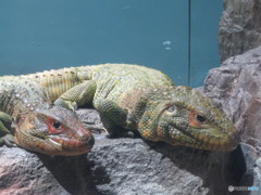 サンシャイン水族館－31