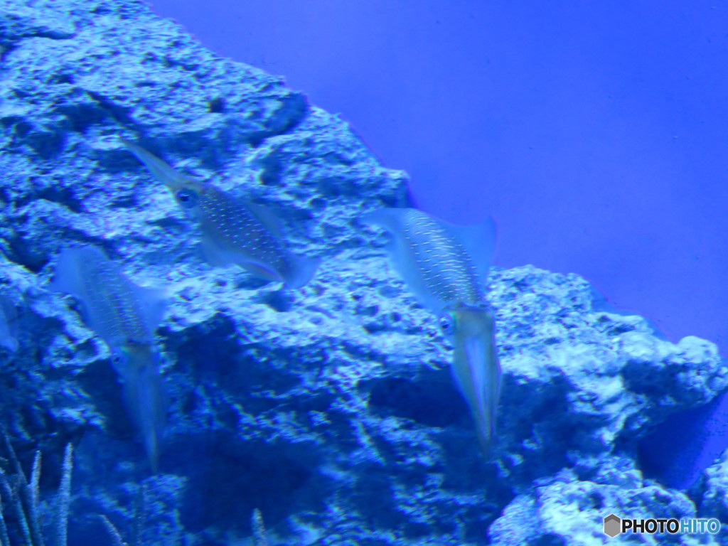 サンシャイン水族館－14