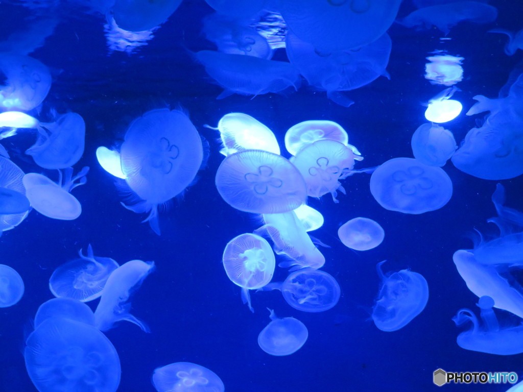 サンシャイン水族館－10