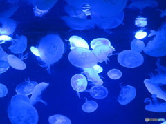 サンシャイン水族館－10