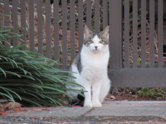 野良猫