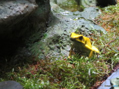 サンシャイン水族館－27