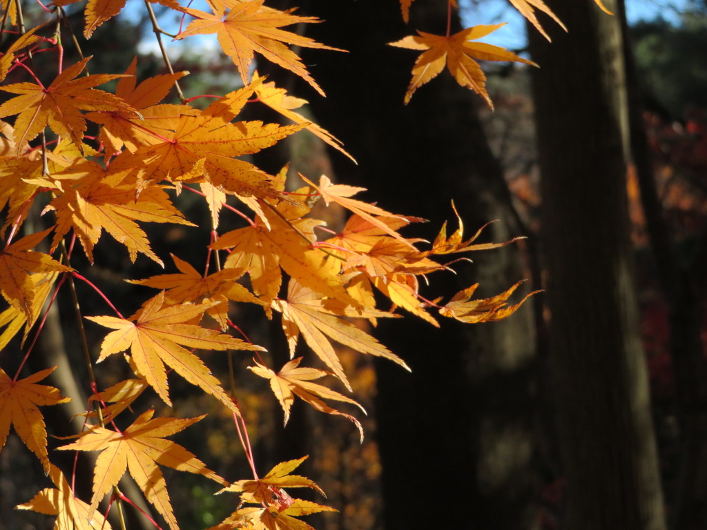 紅葉