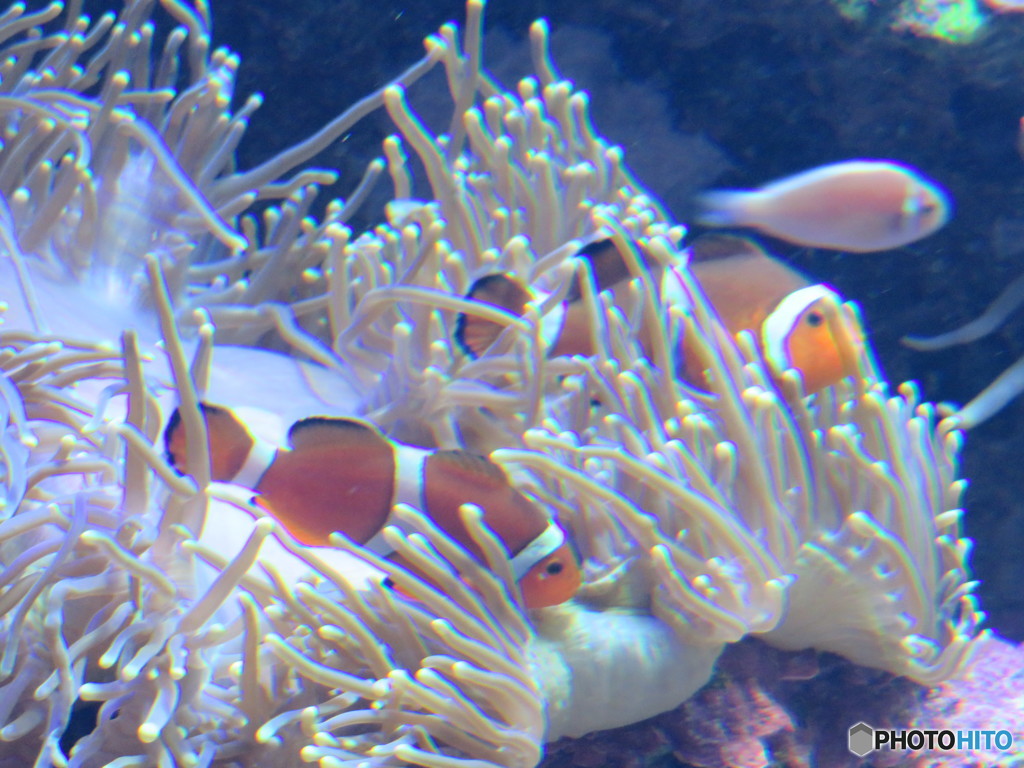 サンシャイン水族館－40