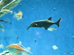サンシャイン水族館－23
