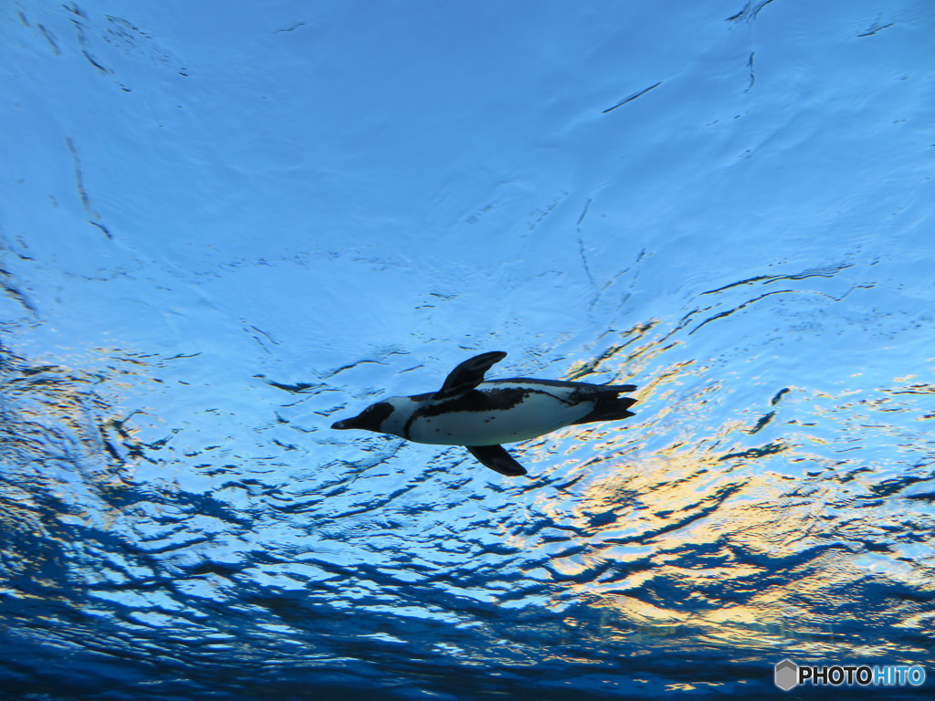 サンシャイン水族館－47