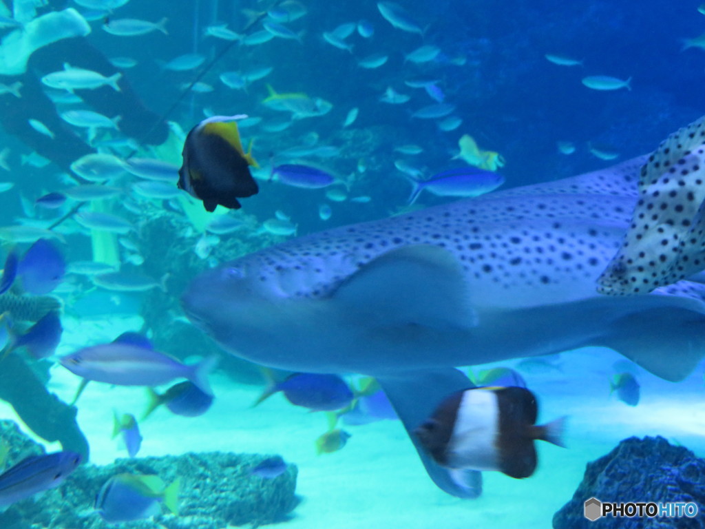 サンシャイン水族館－5