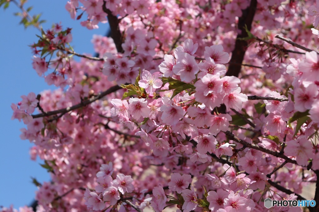  河津桜