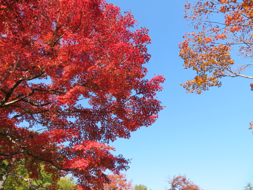 紅葉