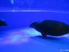 サンシャイン水族館－32