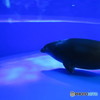 サンシャイン水族館－32