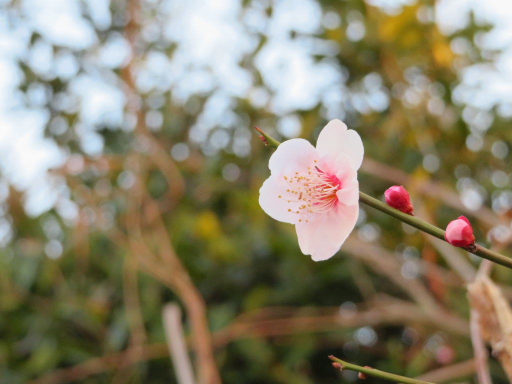 梅の花