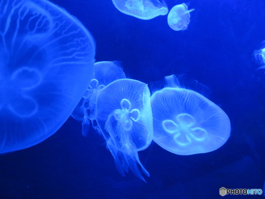 サンシャイン水族館－9