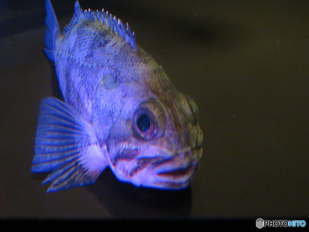 サンシャイン水族館－8