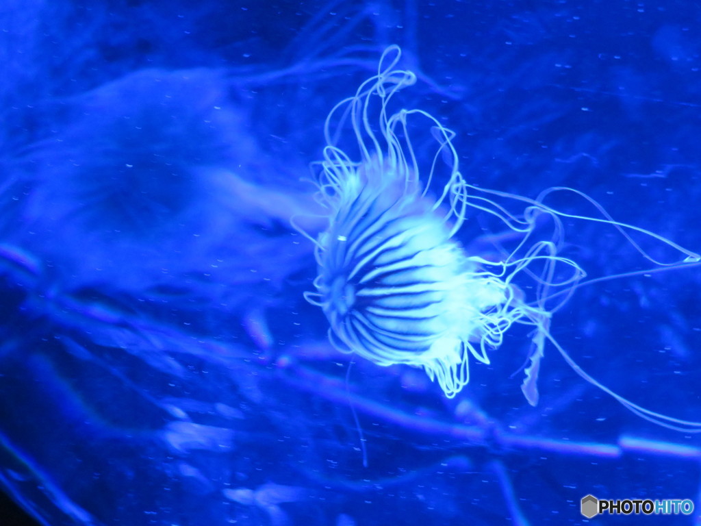 サンシャイン水族館－12