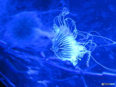 サンシャイン水族館－12