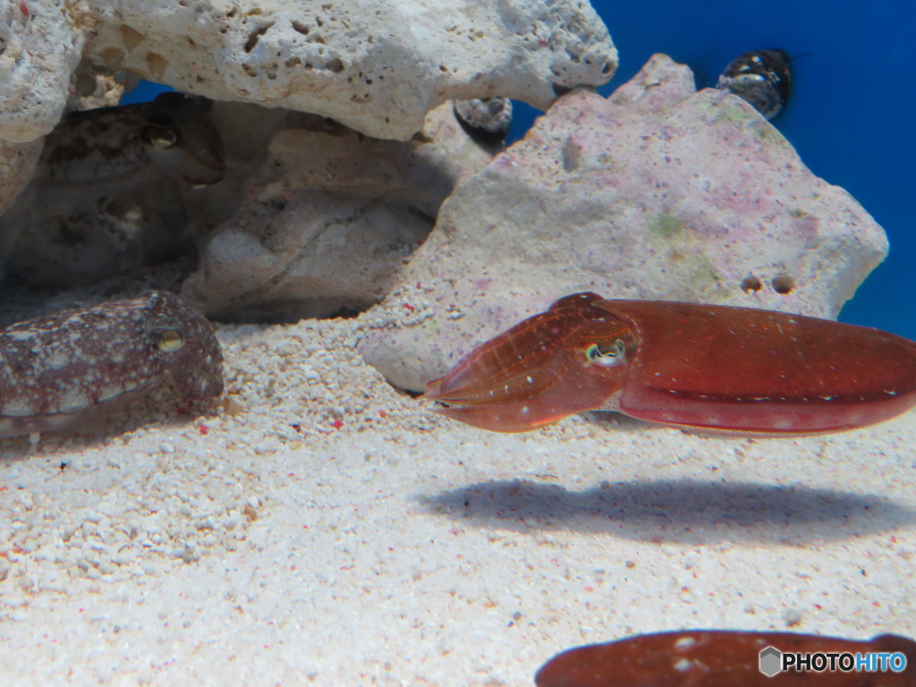 サンシャイン水族館－17