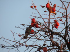 朝食(鳥食？)