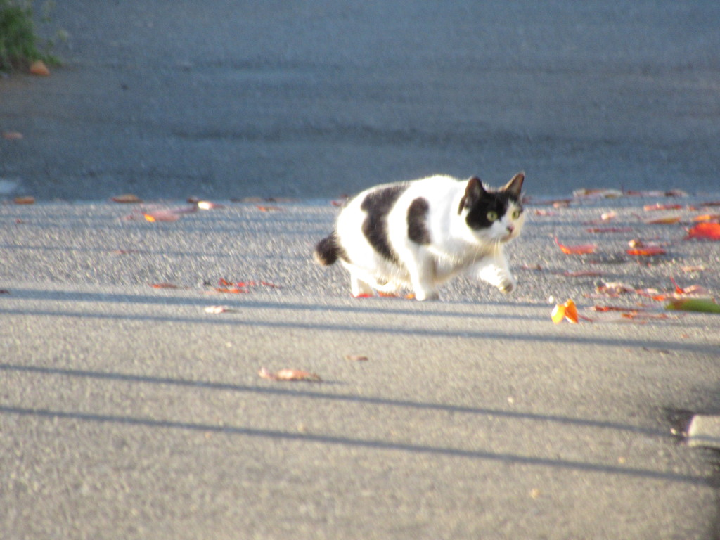 道端の野良猫