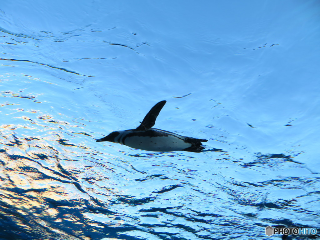 サンシャイン水族館－46