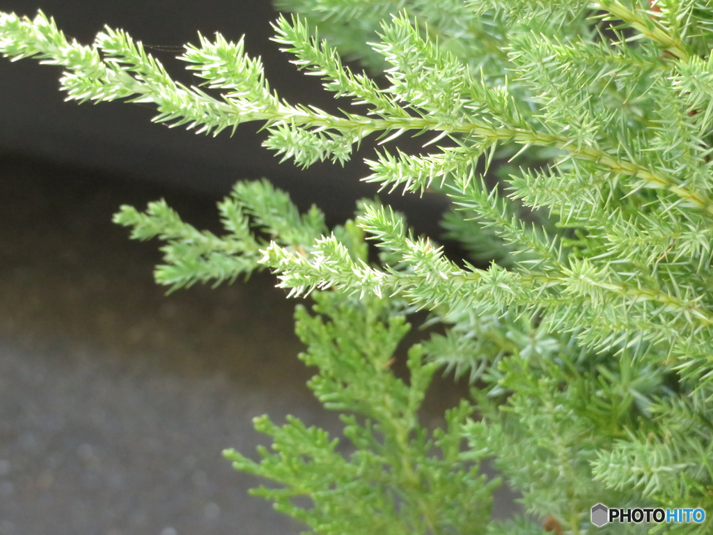 植え込み