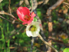 花とミツバチ