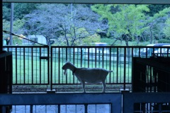 ヤギ