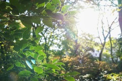 太陽と葉