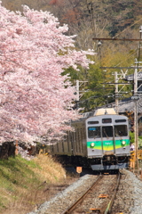 桜吹雪の中を