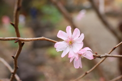 十月桜