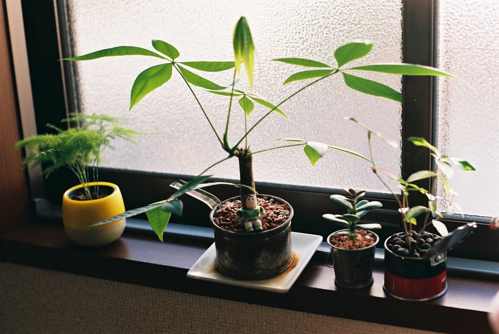 お家の観葉植物達