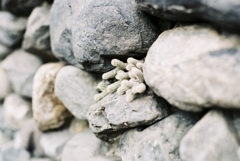 外壁から多肉出現