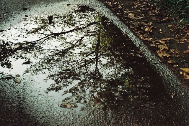 水溜まりに映る木