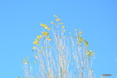 空に咲く花