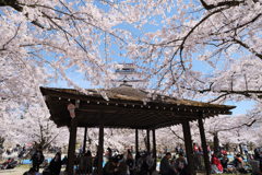 城下での花見
