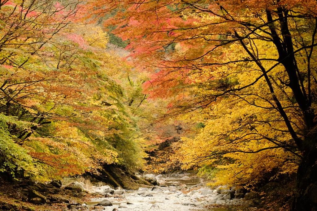鹿沼大芦渓谷の紅葉