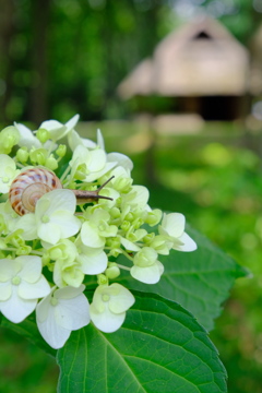 紫陽花とカタツムリ