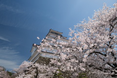 桜と鶴ヶ城