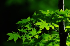 緑
