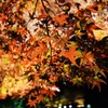 紅葉ライトアップ