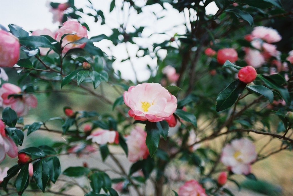 秋に咲く花