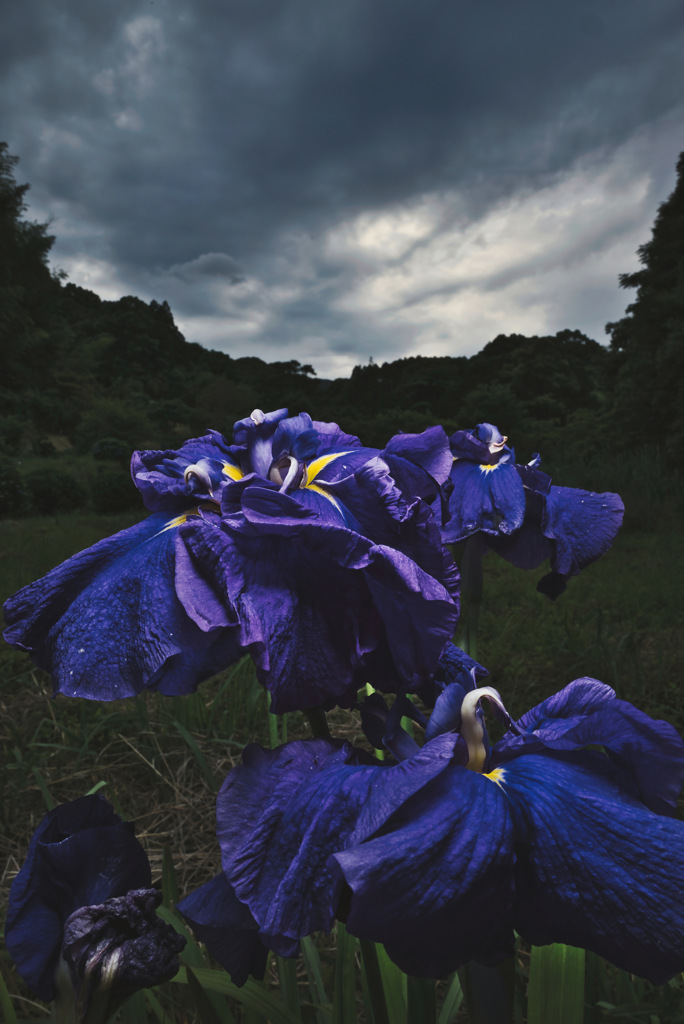花菖蒲