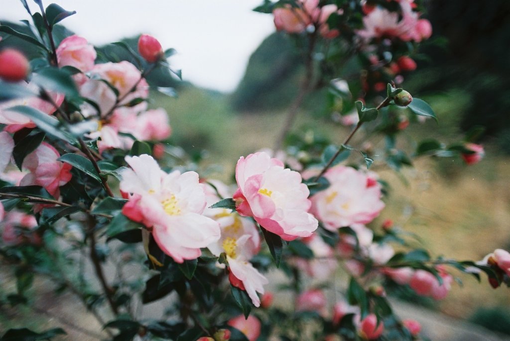 秋に咲く花
