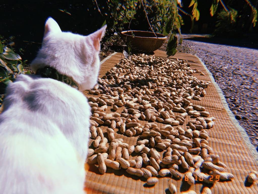 猫と落花生