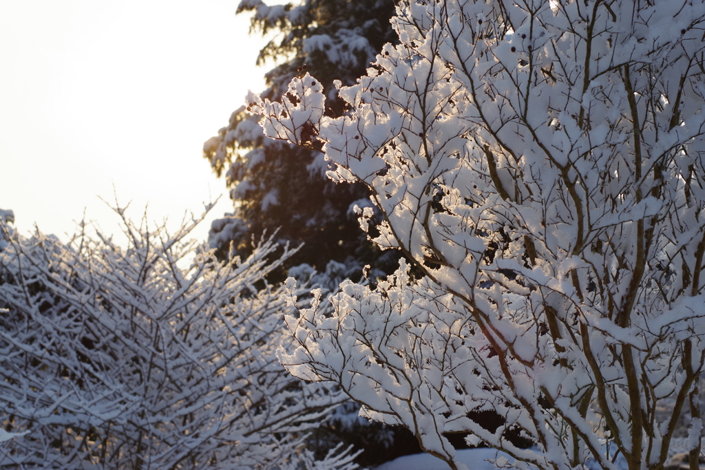 九州の雪