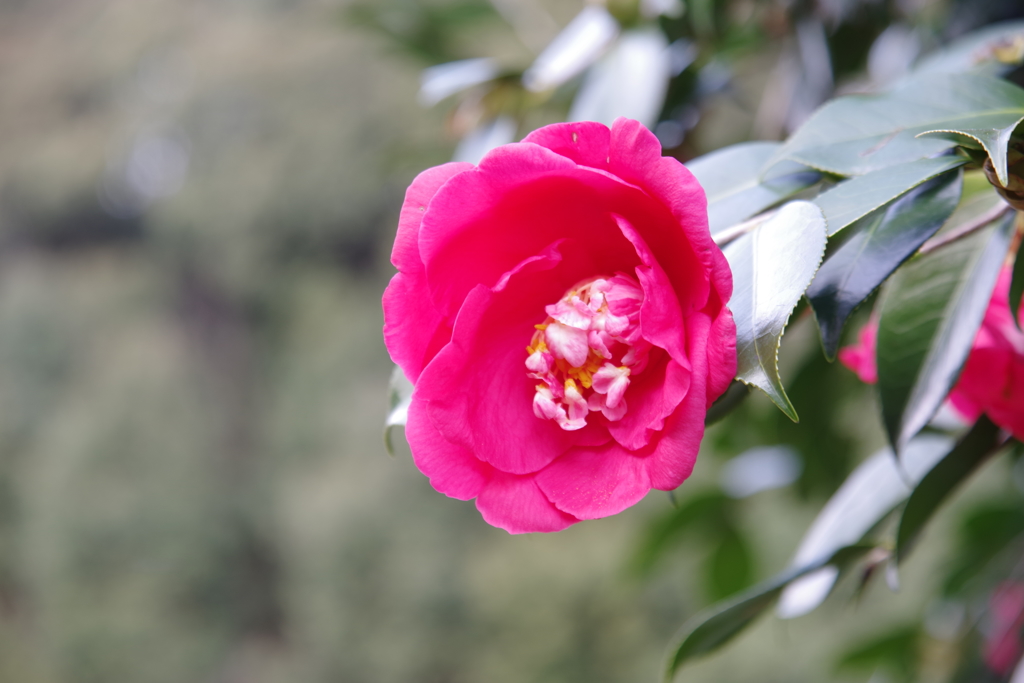 枯れゆく前の紅