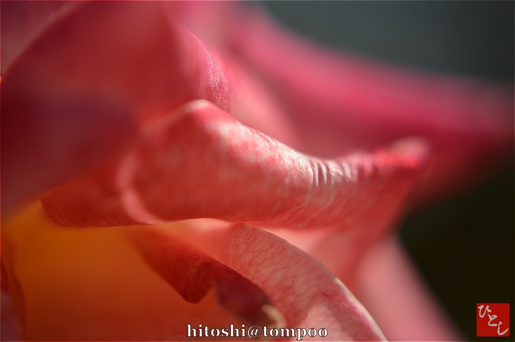 sk-DSC_0074