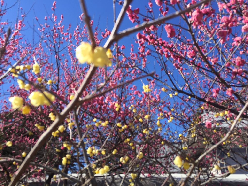 蝋梅と紅梅の城址公園