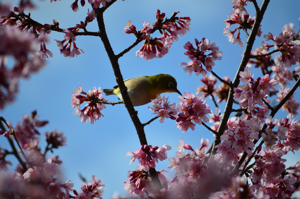 諏訪の原公園DSC_0055