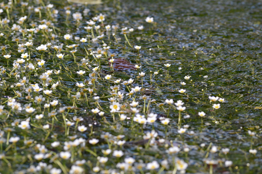 梅花藻の夏